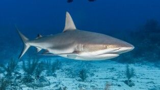 Foto: Wirestock/FreePik