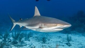 Foto: Wirestock/FreePik