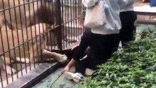 Leoa com a pata para fora de jaula tenta puxar menina de 10 anos, mas funcionário do zoológico impede