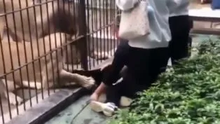 Leoa com a pata para fora de jaula tenta puxar menina de 10 anos, mas funcionário do zoológico impede