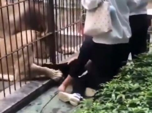 Leoa com a pata para fora de jaula tenta puxar menina de 10 anos, mas funcionário do zoológico impede