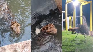 Onça-pintada é resgatada em MT