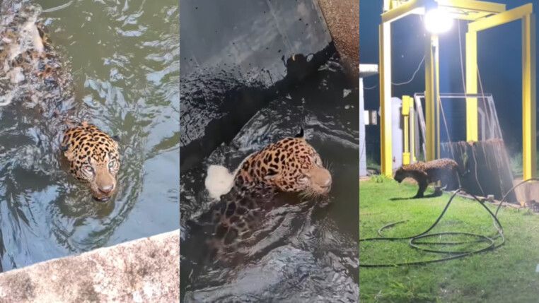 Onça-pintada é resgatada em MT