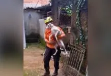 Juiz de Fora: animais vítimas da chuva precisam de um lar; prefeitura faz campanha