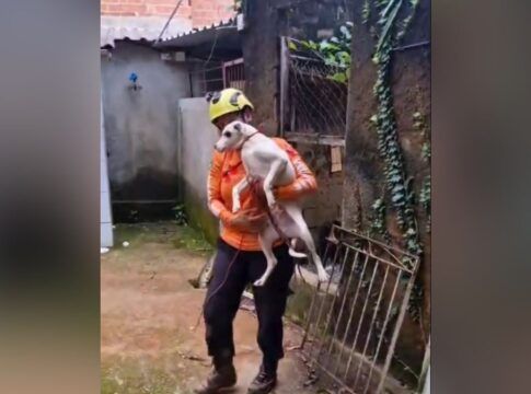 Juiz de Fora: animais vítimas da chuva precisam de um lar; prefeitura faz campanha