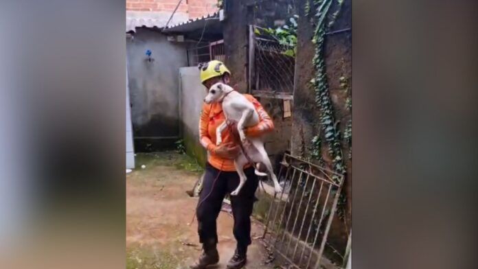 Juiz de Fora: animais vítimas da chuva precisam de um lar; prefeitura faz campanha