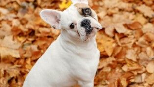 Cachorro da raça buldogue francês olhando para cima.