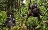 Chimpanzés na selva