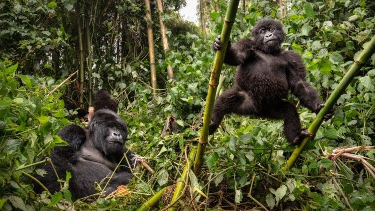 Chimpanzés na selva