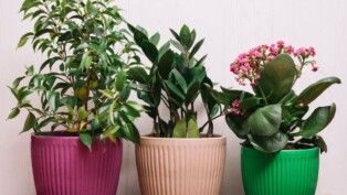 Foto com três vasos de plantas diversas.