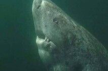 Tubarão nadando no mar.