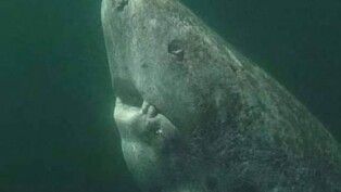 Tubarão nadando no mar.