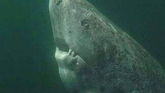 Tubarão nadando no mar.