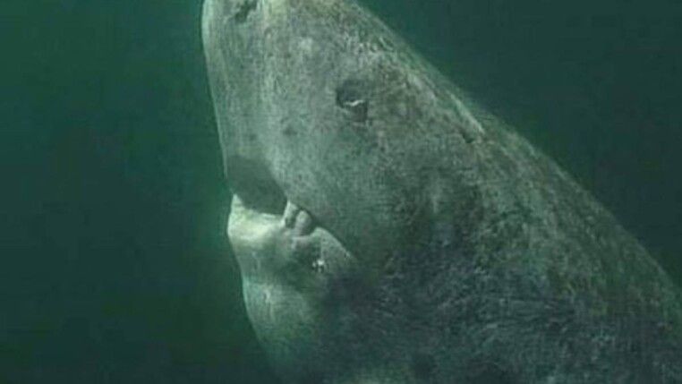 Tubarão nadando no mar.