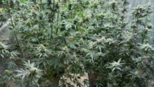 Maconha apreendida em estufa