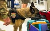 Cão farejador checando malas e bolsas no aeroporto