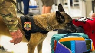 Cão farejador checando malas e bolsas no aeroporto