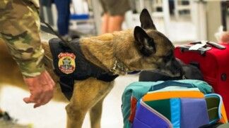 Cão farejador checando malas e bolsas no aeroporto