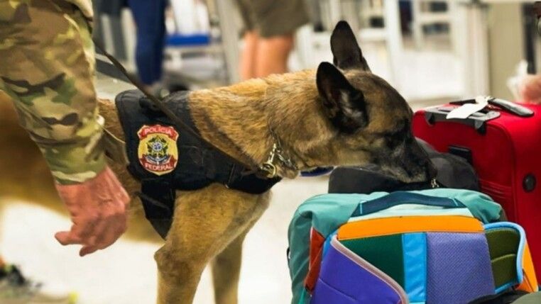 Cão farejador checando malas e bolsas no aeroporto