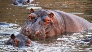 Hipopótamos na água.