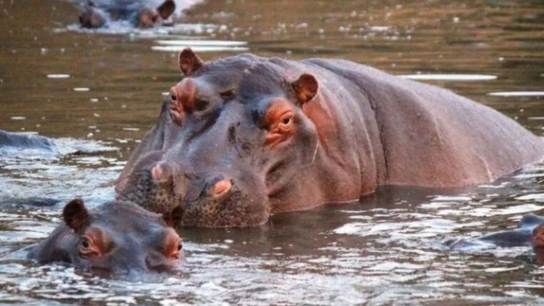 Hipopótamos na água.