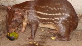 Paca é um pequeno mamífero típico da América do Sul. (Foto: Ronaldo S Couto/Wikimedia Commons)