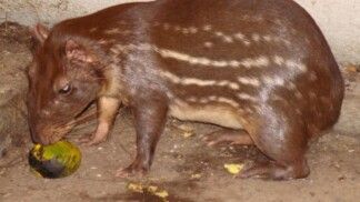 Paca é um pequeno mamífero típico da América do Sul. (Foto: Ronaldo S Couto/Wikimedia Commons)