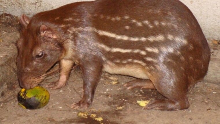 Paca é um pequeno mamífero típico da América do Sul. (Foto: Ronaldo S Couto/Wikimedia Commons)