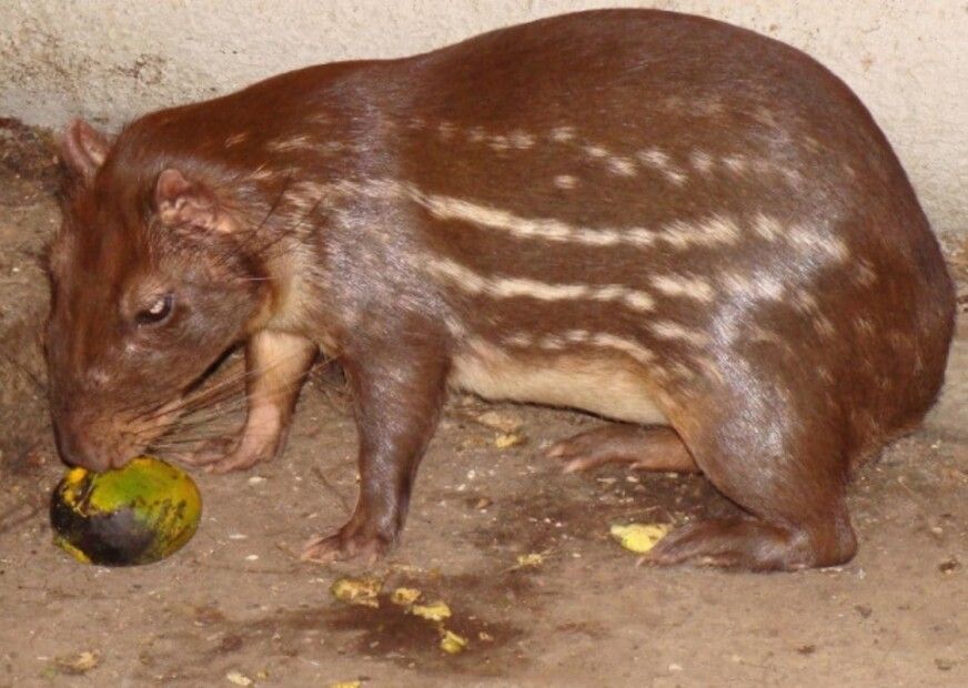 Paca é um pequeno mamífero típico da América do Sul. (Foto: Ronaldo S Couto/Wikimedia Commons)