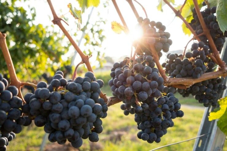 Uvas são frutas típicas do outono. Reprodução: Unsplash