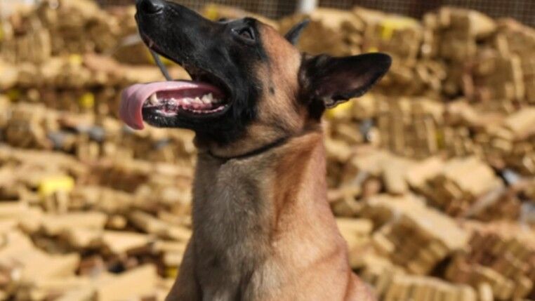 Cão teve papel fundamental em operação policial (Reprodução/Instagram/Policia Militar RJ)