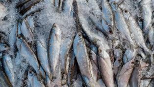 Muitos peixes, uns sobre os outros, para a venda