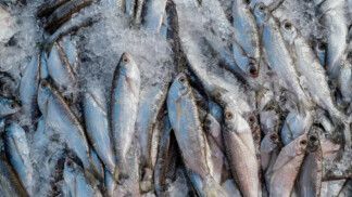 Muitos peixes, uns sobre os outros, para a venda