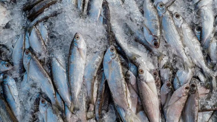 Muitos peixes, uns sobre os outros, para a venda