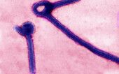 Ebola virus