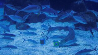 Ritinha, a shark at the Rio de Janeiro Aquarium, predicts victory of Brazil during the World Cup opening match against Morocco at Rio de Janeiro Aquarium, Brazil, June 3, 2026. REUTERS/Ricardo Moraes