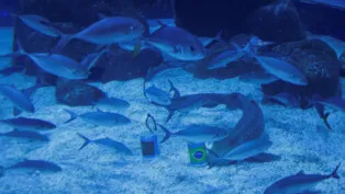 Ritinha, a shark at the Rio de Janeiro Aquarium, predicts victory of Brazil during the World Cup opening match against Morocco at Rio de Janeiro Aquarium, Brazil, June 3, 2026. REUTERS/Ricardo Moraes