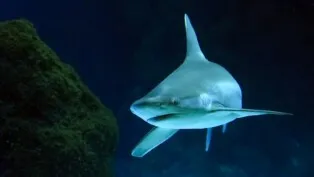 Tubarão se movimentando no mar
