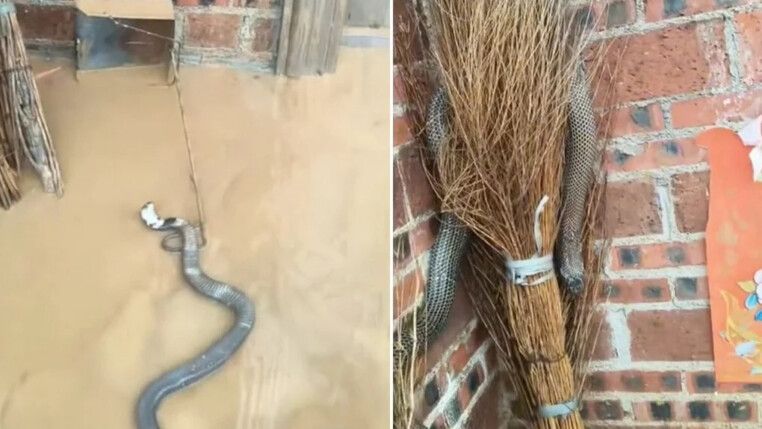 Mais de 900 cobras fogem após enchentes destruírem criadouro na China