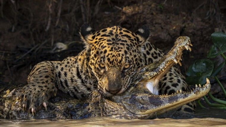 Onça pega jacaré e é cercada por ariranhas no Pantanal