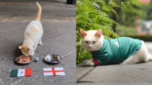 Coco, gato que vive no Palácio Nacional, sede do governo mexicano