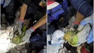 Papagaio é resgatado com vida após 10 dias sob escombros na Venezuela