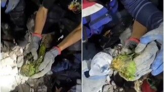 Papagaio é resgatado com vida após 10 dias sob escombros na Venezuela