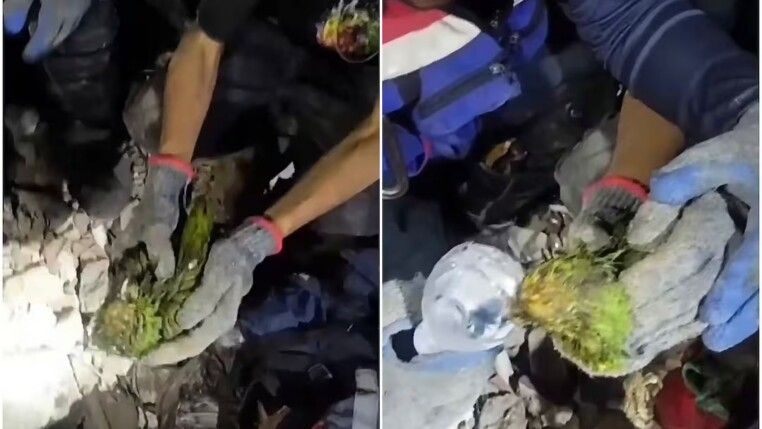 Papagaio é resgatado com vida após 10 dias sob escombros na Venezuela