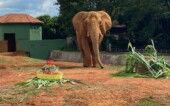 Zoológico de Brasília