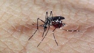 Mosquito Aedes Aegypti