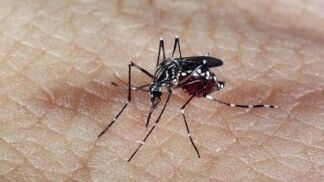 Mosquito Aedes Aegypti