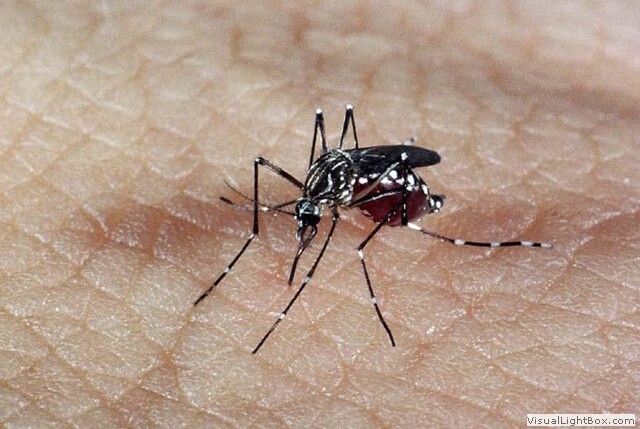 Mosquito Aedes Aegypti