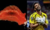 Vozinha vira nome de molusco vermelho descoberto no Caribe