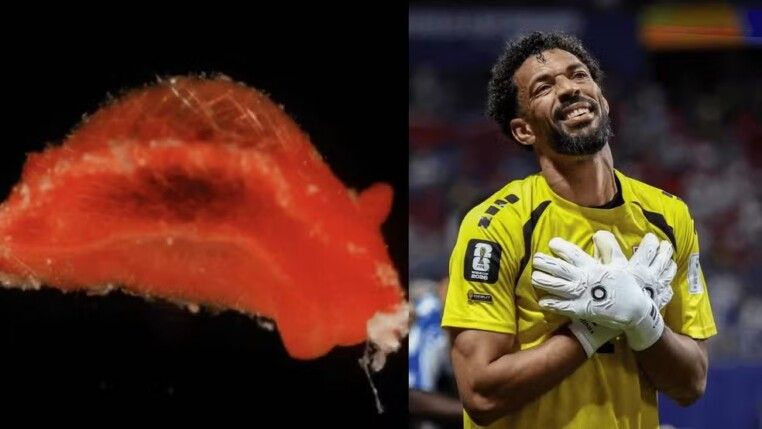 Vozinha vira nome de molusco vermelho descoberto no Caribe